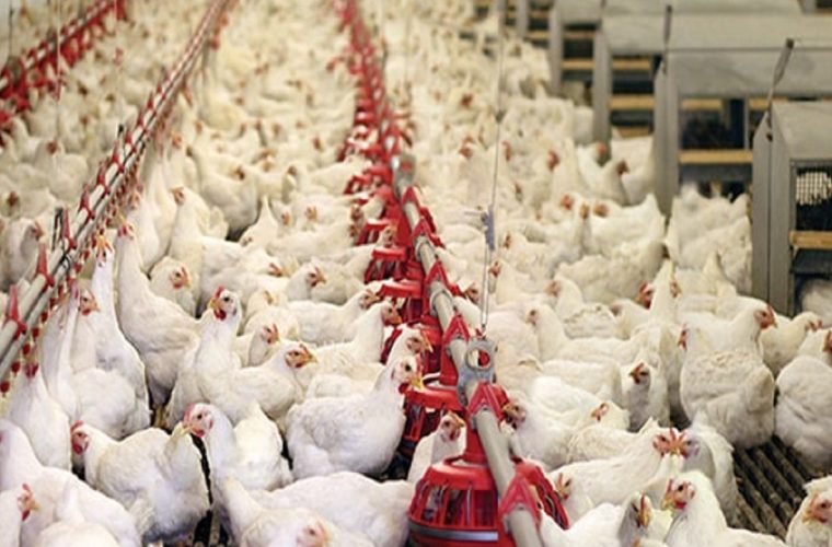کاهش ۵۰ درصدی تولید گوشت مرغ در کشور تکذیب شد/ تولید طبق روال ادامه دارد