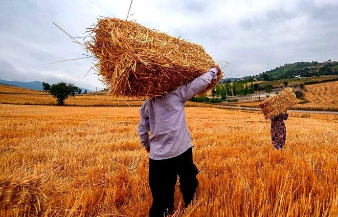 قالیباف: مطالبات گندم کاران به زودی پرداخت می‌شود