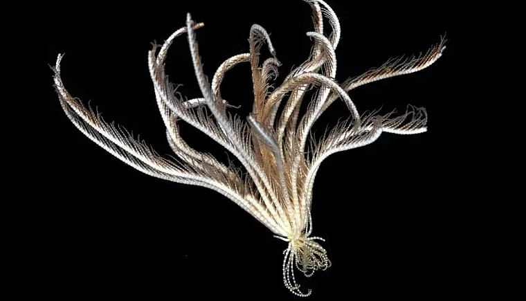 کشف گونه عجیب ستاره دریایی «با ۲۰ بازو» در اعماق آب‌های قطب جنوب